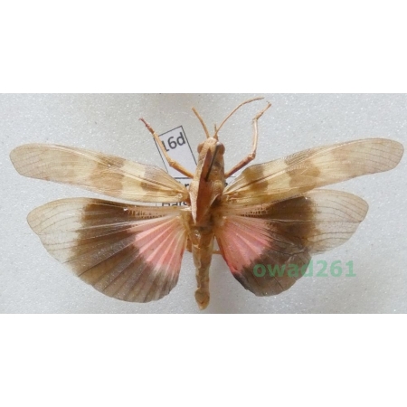 Orthoptera2 sp. Armenia16d